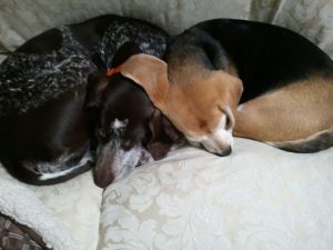 The Ear Hug Approach to Pet Website Content