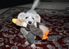 Pet toys make up just a portion of the projected record-breaking pet-spending trend in 2015