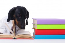 “How to” articles are practically a no-brainer when marketing to pet owners because you’ve listened carefully to what your customers wonder about most.