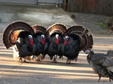 Turkey lessons about optimizing your pet website for SEO, visitors