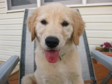 Golden Retriever Blogging for Pet Business Marketing