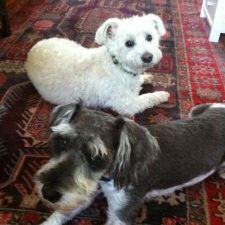 Louie and Bentley, getting along nicely - a pet-business strategy for SEO quality links