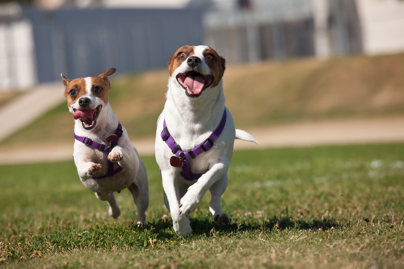 Photo: success in marketing to pet owners