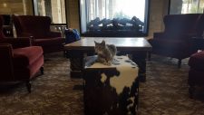 Bug the cat attends the Veterinary Innovation Summit