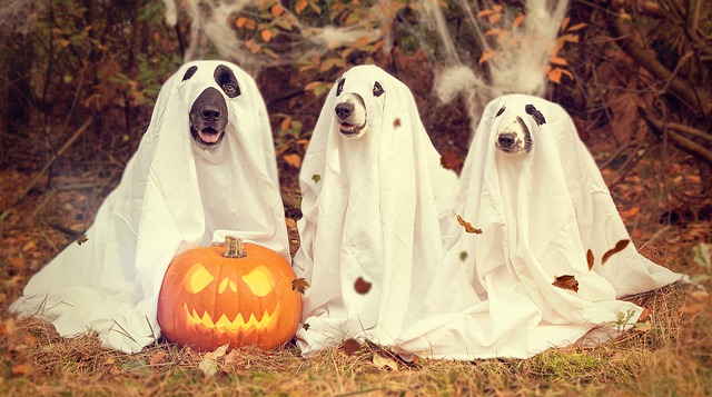 3 dogs dressed as ghosts for Halloween, with a jack-o-lantern and falling leaves