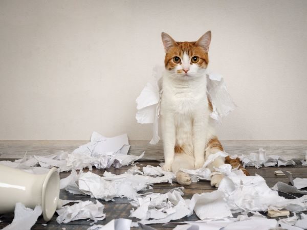 Cat sitting in the middle of a mess of crumpled papers