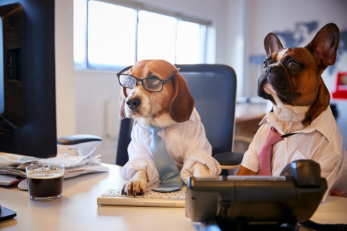 A beagle and French bulldog in business suits at a desk