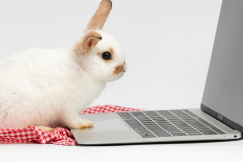 A rabbit sitting on a laptop computer and looking at the screen.
