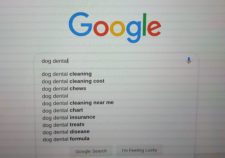 A screenshot of a Google search for "dog dental," with many phrases autocompleted by Google