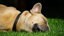 French bulldog sleeping on the lawn