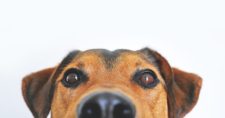 Picture of a hound dog's face with its nose just above the bottom of the screen, on a white background