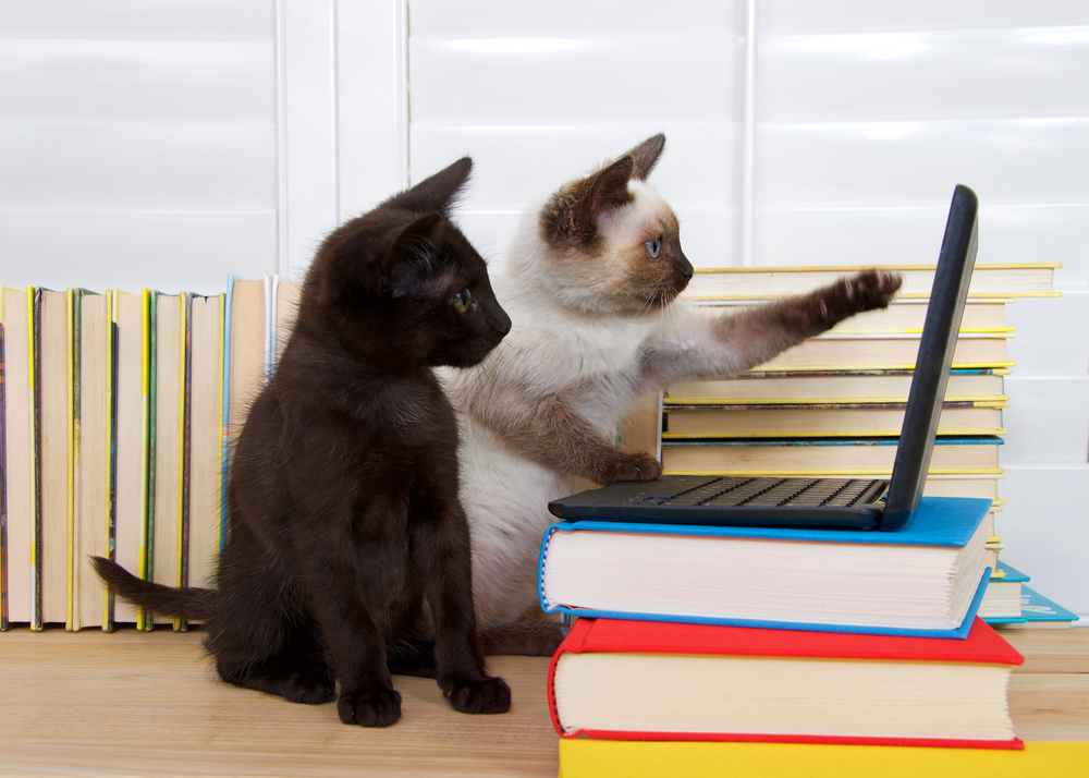 Two kittens looking at a laptop, with one of them pointing toward the screen