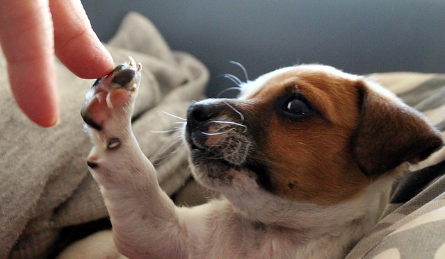 A small puppy giving a high five to a human finger