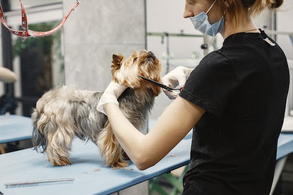 Follow these dog grooming tips to groom your pet website content.