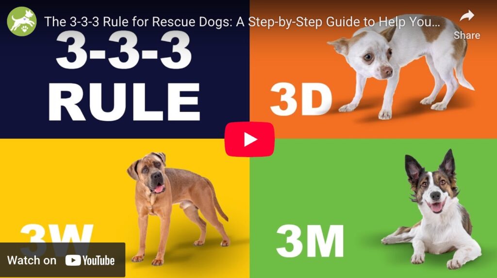 The 3-3-3 Rule of Adopting Rescue Dogs, from RescueDogs101