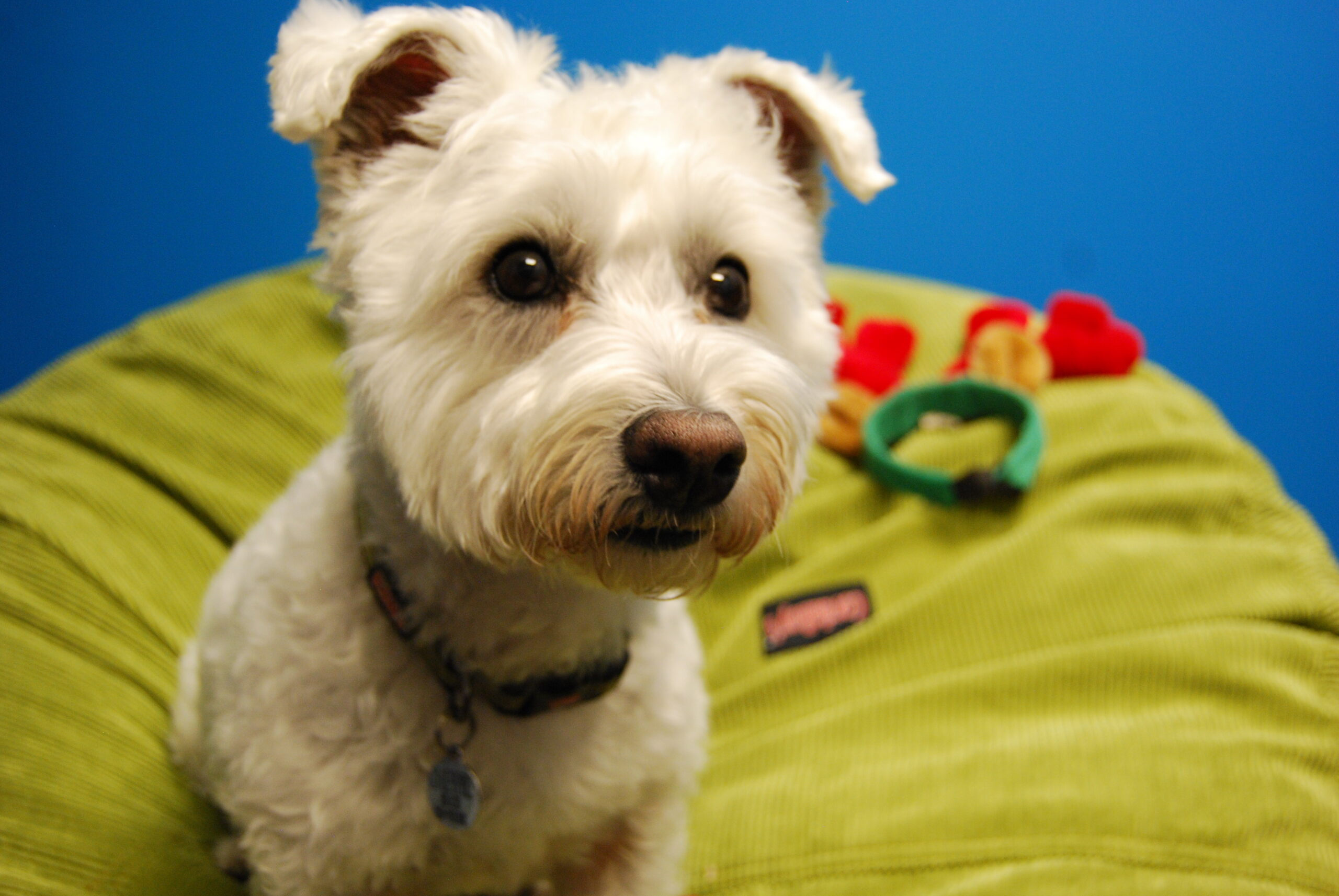 Louie the wonderpup was used to visiting pet-friendly offices